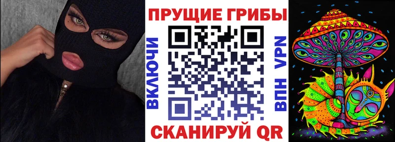 Купить  Злынка  Псилоцибиновые грибы Psilocybe 